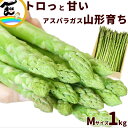 アスパラガス 山形県産 朝採り アスパラガス 1kg Mサイズ(200g×5束) アスパラ あすぱらがす