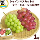 ぶどう 食べ比べ 長野県産 種なし 皮ごと 大粒 ぶどう シャインマスカット&クイーンルージュ詰合せ 約1kg (秀品・各1房)