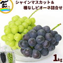 ぶどう 山形産 大粒ぶどう詰合せ シャインマスカット&ピオーネ 各1房(合計約1kg) 種なし 秀品 ギフト用