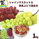 【セール中】ぶどう 山形県産 2種2色ぶどう詰合せ 赤ぶどう(クイニ−ナ、マイハ−ト、コトピ−他):秀品・500g×1房 白ぶどう(シャインマスカット):秀品・...