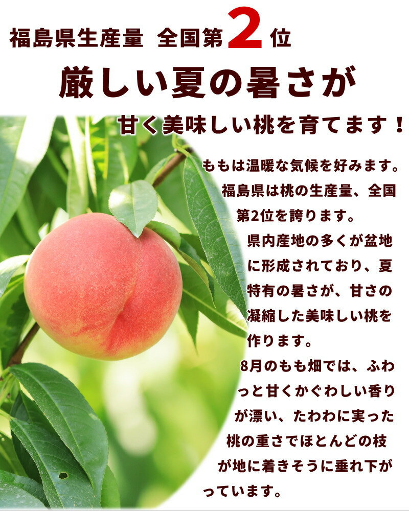 【今だけ 700円オフ】もも 白桃 ご家庭用 光センサー もも ミスピーチ 秀品 1.6kg (6〜9玉) momo 送料無料 がんばろうふくしま！ 福島 桃 白桃 小玉 割引 セール