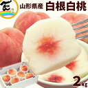 もも 送料無料 山形県産 白根白桃 (しろねはくとう) 2kg (5〜8玉) ※やや硬めの桃 硬い桃