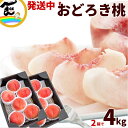【発送中】おどろき 山形 おどろき桃 2kg (5~8玉)×2箱 計4kg 秀品momo おどろき桃 品種 桃 山形県産 白桃 山形 お中元 果物 ギフト