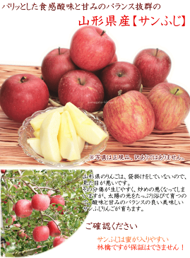 りんご 訳あり 10kg 送料無料 山形県産 サンふじ 10kg (玉数おまかせ)