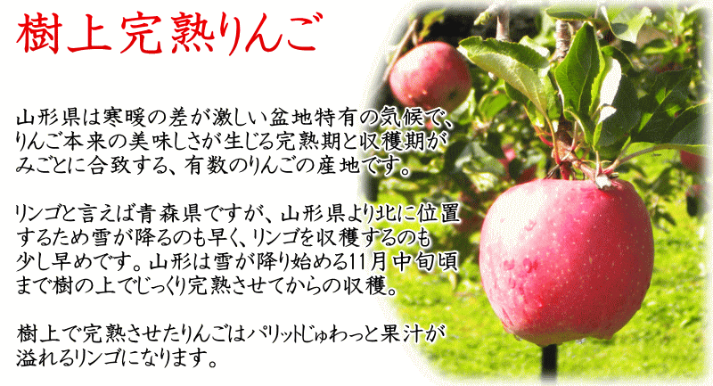 2020年11月下旬発送 りんご サンふじ 訳あり 10kg 送料無料 (玉数おまかせ) リンゴ