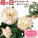 母の日 プレゼント バラ 鉢植え ホワイトピーチオベーション ギフト 早割 フラワーギフト 珍しい 薔薇 鉢 鉢植 珍しい 鉢花 メッセージカード付 2024 アンティーク風 ミニ薔薇 母の日 花 2024