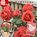 母の日 プレゼント バラ 鉢植え コーヒーオベーション ギフト 早割 フラワーギフト 珍しい 薔薇 鉢 鉢植 珍しい 鉢花 メッセージカード付 2024 アンティーク風 ミニ薔薇 母の日 花 2024