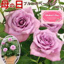 母の日 プレゼント バラ 鉢植え ブルーオベーション ギフト 早割 フラワーギフト 珍しい 薔薇 鉢 鉢植 珍しい 鉢花 メッセージカード付 2024 アンティーク風 ミニ薔薇 母の日 花 2024