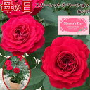 母の日 プレゼント バラ 鉢植え スカーレットーオベーション ギフト 早割 フラワーギフト 珍しい 薔薇 鉢 鉢植 珍しい 鉢花 メッセージカード付 2024 アンティーク風 ミニ薔薇 母の日 花 2024