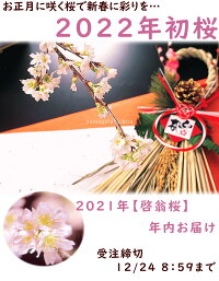 さくら【送料無料】お正月に咲く桜・山形【啓翁桜(けいおうさくら)】約9本80cm/本