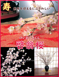 さくら【送料無料】お正月に咲く桜・山形【啓翁桜(けいおうさくら)】約9本80cm/本