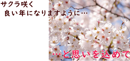 さくら【送料無料】お正月に咲く桜・山形【啓翁桜(けいおうさくら)】約9本80cm/本