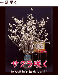 さくら【送料無料】お正月に咲く桜・山形【啓翁桜(けいおうさくら)】約9本80cm/本