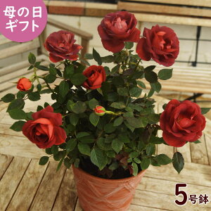 母の日に人気 カーネーション以外のおしゃれで珍しい鉢植えのおすすめランキング わたしと 暮らし 母の日に人気 カーネーション以外のおしゃれで珍しい鉢植えのおすすめランキング わたしと 暮らし