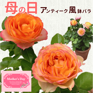 母の日 プレゼント バラ 鉢植え ベビーロマンティカ ギフト 早割 フラワーギフト 珍しい 薔薇 鉢 鉢植 珍しい 鉢花 メッセージカード付 2024 アンティーク風 ミニ薔薇 母の日 花 2024