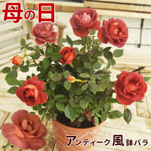 母の日 プレゼント バラ 鉢植え コーヒーオベーション ギフト 早割 フラワーギフト 珍しい 薔薇 鉢 鉢植 珍しい 鉢花 メッセージカード付 2023 アンティーク風 ミニ薔薇 母の日 花 2023