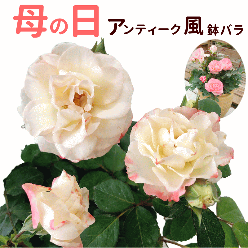 母の日 プレゼント バラ 鉢植え ホワイトピーチオベーション ギフト 早割 フラワーギフト 珍しい 薔薇 鉢 鉢植 珍しい 鉢花 メッセージカード付 2023 アンティーク風 ミニ薔薇 母の日 花 2023のサムネイル