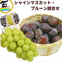 フルーツ 詰合せ ギフト 山形県産 シャインマスカット(1房) プルーン(500g×2) 詰合せ 送料無料