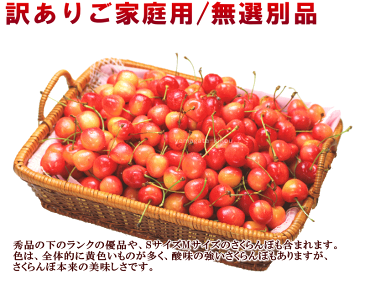 さくらんぼ 佐藤錦 送料無料 山形県産 訳あり 佐藤錦 1kg さとうにしき 訳あり 無選別 自宅用 山形県 チェリー