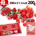 さくらんぼ 母の日 プレゼント さくらんぼ 佐藤錦 100g×2パック カーネーション 花束 セット 山形県産 ギフト 早割 さくらんぼ カーネーション 赤 花...