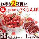 さくらんぼ【送料無料】山形産 さくらんぼ 1kg×2箱 ※品...