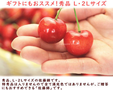 さくらんぼ 佐藤錦 送料無料 山形県 東根市 佐藤錦 600g (300g×2P) 秀品 L・2Lサイズ バラ詰