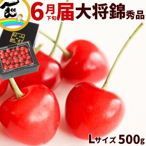 さくらんぼ 送料無料 山形産さくらんぼ 大将錦(たいしょうにしき) 500g L・2Lサイズ 秀品 バラ詰