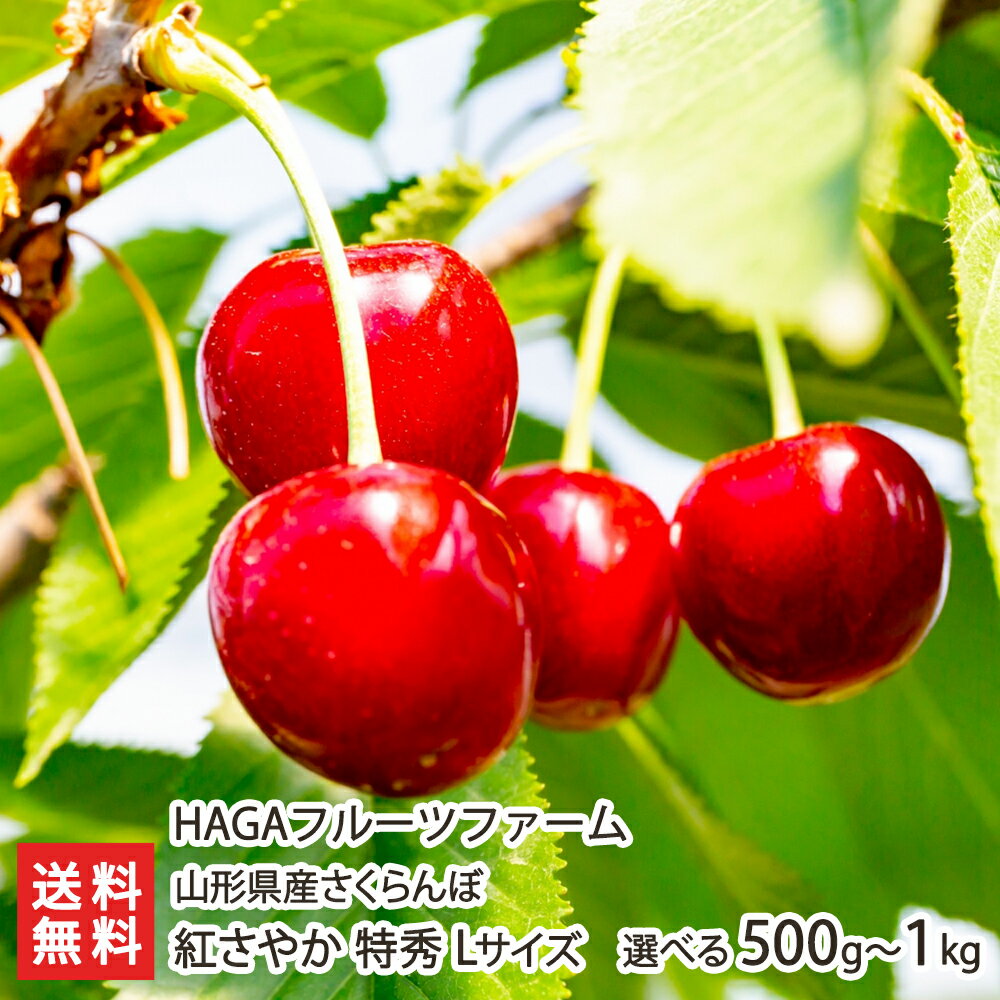 山形県産さくらんぼ 紅さやか 特秀 Lサイズ「500g」or「1kg」 HAGAフルーツファーム【山形産 山形直送計画 フルーツ サクランボ チェリー】【プレゼント ギフト 贈り物】【送料無料】