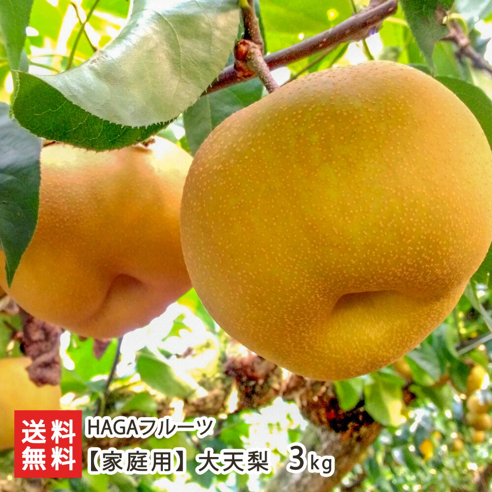 【家庭用】大天梨 3kg（5〜7玉） HAGAフルーツ フルーツ 果物 なし 梨 和梨 だいてんり 寒河江市 山形県 生産者直送 お取り寄せ 送料無料のサムネイル