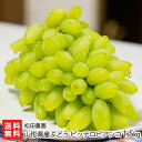 山形県産ぶどう ピッテロビアンコ 1.5kg 松田農園【山形直送計画 フルーツ ぶどう ブドウ 葡萄 ...