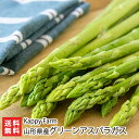 山形県産グリーンアスパラガス Kappy Farm 生産者直送 送料無料【山形直送計画 収穫後すぐ出荷 新鮮 ジューシー 南陽市 カッピーファーム お取り寄せ ...