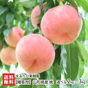贈答用 山形県産 桃 選べる 2kg(6~8玉) 3kg(6~12玉)まるたか果樹園 もも モモ 陽夏妃 まどか おどろき 川中島白桃 玉うさぎ 幸茜 白桃 果物 フルーツギフト 東根市 山形産 生産者直送 お取り寄せ ギフト プレゼント 贈り物 送料無料