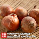 山形県産 玉ねぎ(有機JAS認証) 選べる 2kg or 5kg ヤマヒロファーム 山形直送計画 野菜 たまねぎ タマネギ 玉葱 オニオン 有機栽培 山形県 生産者直送 お取り寄せ ギフト プレゼント 贈り物 送料無料