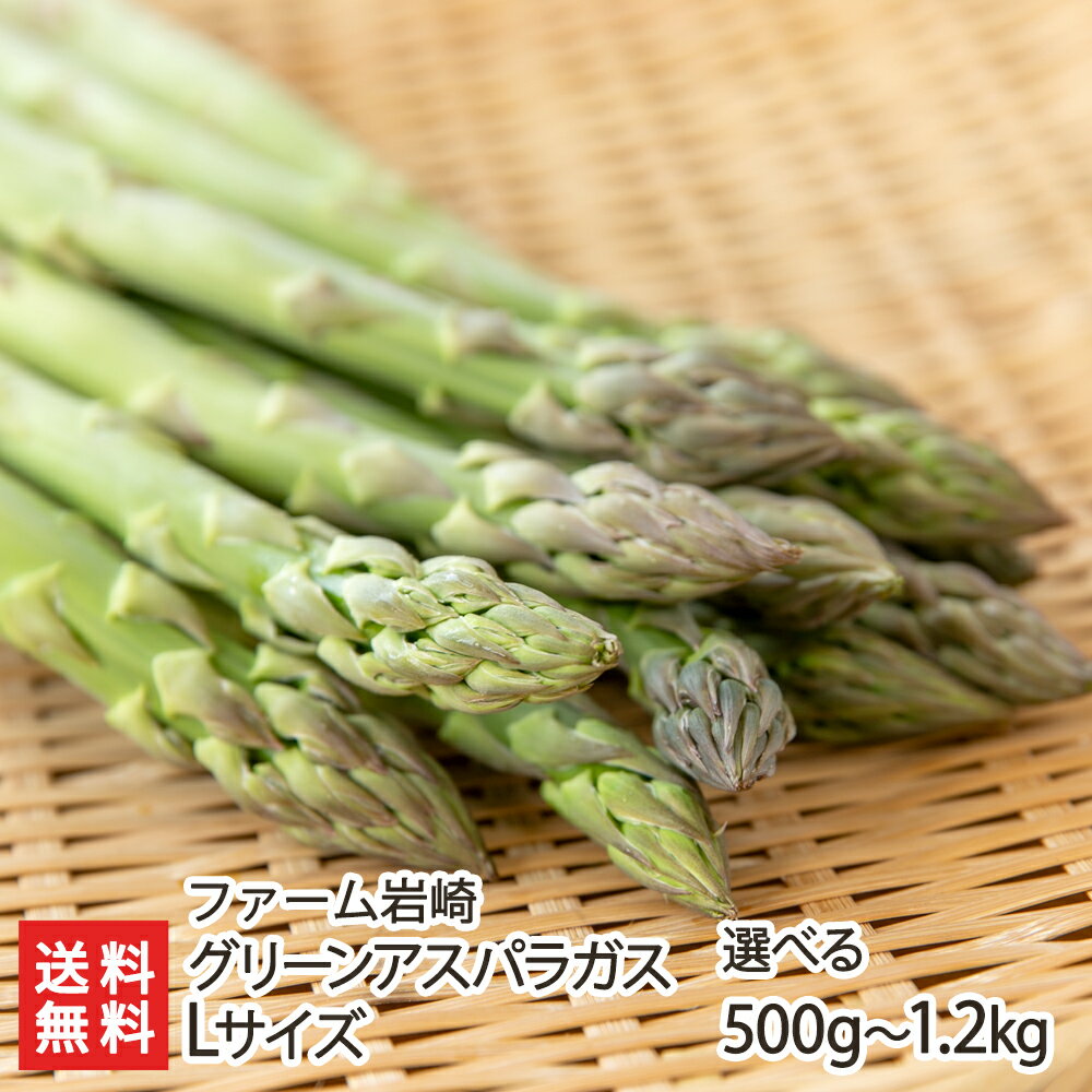 山形県産グリーンアスパラガス Lサイズ 「500g」or「1kg」or「1.2kg」 ファーム岩崎【アスパラ 山形産 山形直送計画 産地直送 朝採れ 庄内平野 酒田市】【プレゼント ギフト 贈り物】【送料無料】