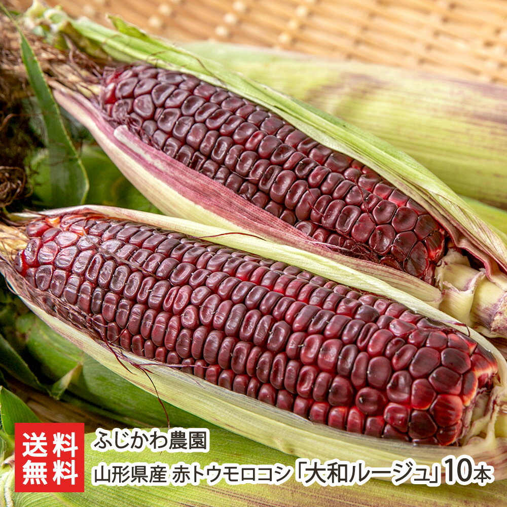 山形県産 赤トウモロコシ「大和ルージュ」10本 ふじかわ農園 とうもろこし 玉蜀黍 とうきび スイートコーン やまとるーじゅ アントシアニン 朝採り 山形県 生産者直送 お取り寄せ ギフト プレゼント 贈り物 代金引換決済不可 送料無料のサムネイル