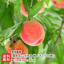 【贈答用】山形県産 桃「さくら白桃」選べる 2kg (6〜8玉) or 3kg (7〜9玉) 東城農園 もも 白桃 ピーチ フルーツ 果物 高糖度 大玉 硬め 高畠町 山形県 生産者直送 お取り寄せ ギフト プレゼント 贈り物 送料無料
