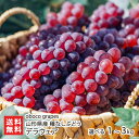 山形県産 種なしぶどう デラウェア 1kg 〜3kg oboco grapes でらうぇあ たねなし タネ無し ぶどう ブドウ 葡萄 雨よけ被覆栽培 化粧箱 オ...