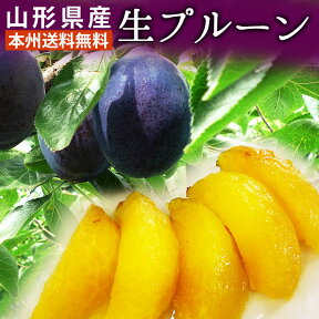 生プルーン お徳用（5～6玉）×4パック 山形県産 8月下旬からお届け 送料無料