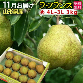 11月発送開始予定 お歳暮 山形県産 ラフランス 5kg 贈答用 秀4L～3L 5キロ フルーツ 送料無料【北海道・中国・四国・九州・沖縄は送料+500円】