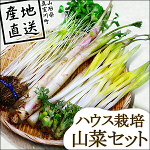 山菜セット
