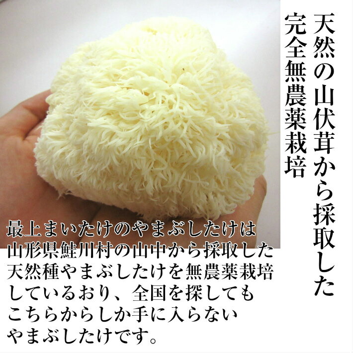 お歳暮 2018 プレゼント 山伏茸(やまぶしたけ・やまぶしだけ）6個セット 山形県鮭川村：最上まいたけ【生産者直送の為同梱不可】【クール便】