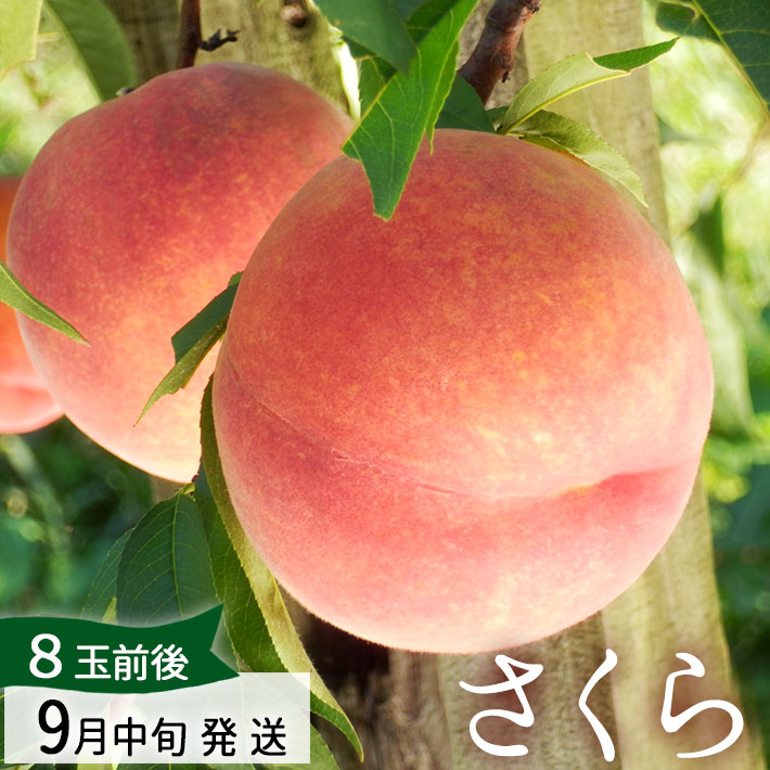 フルーツ 桃 さくら 2.5kg（8玉前後）[9月お届け] 山形県朝日町産 【生産者直送のためほかの商品と同梱不可】 送料無料