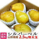 山形県産 シルバーベル 特大玉 約5kg（約10〜12玉） 洋梨 冬ギフト プレゼント