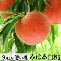 9月お届け 桃 硬い桃 みはる白桃2.5kg（6～9玉）(美晴白桃) 送料無料 山形県産 生...