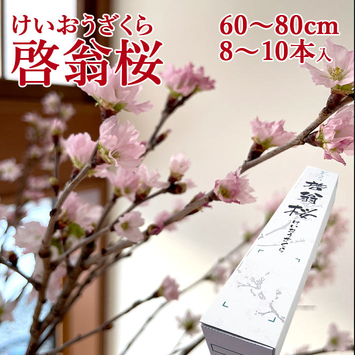 花 切り花 桜 12月28日頃発送 啓翁桜 60～80cm 8～10本入り 送料無料 山形県産 1月初めに咲きます 御年始 けいおうざくら