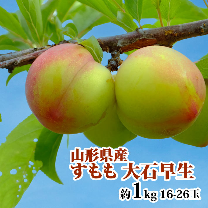 すもも 大石早生 完熟 1kg（16〜26玉） 500gx2 パック 山形県産 送料無料