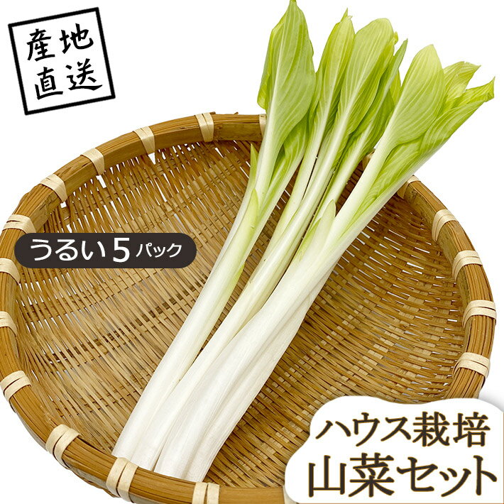 山菜 山形県産 うるい 5パック ハウス栽培 産地直送のため他商品と同梱不可