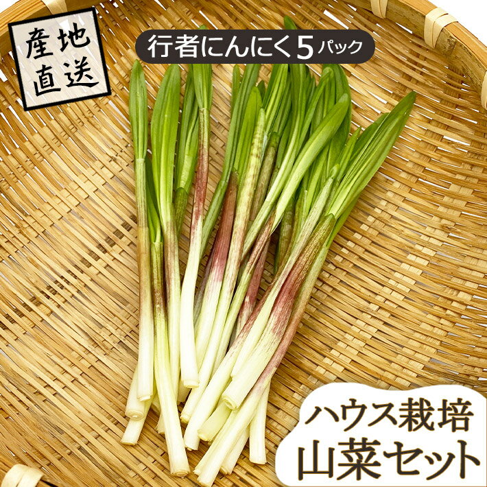 山菜 山形県産 行者にんにく 5パック ハウス栽培 産地直送のため他商品と同梱不可