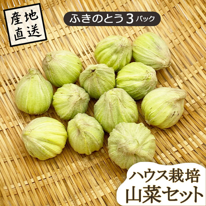 山菜 山形県産 ふきのとう 3パック ハウス栽培 産地直送のため他商品と同梱不可