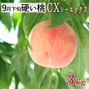かたい桃 硬い桃 山形県産 CX シーエックス白桃 桃 約3kg(7-11玉前後)贈答用 9月下旬〜10月上旬発送予定 送料無料